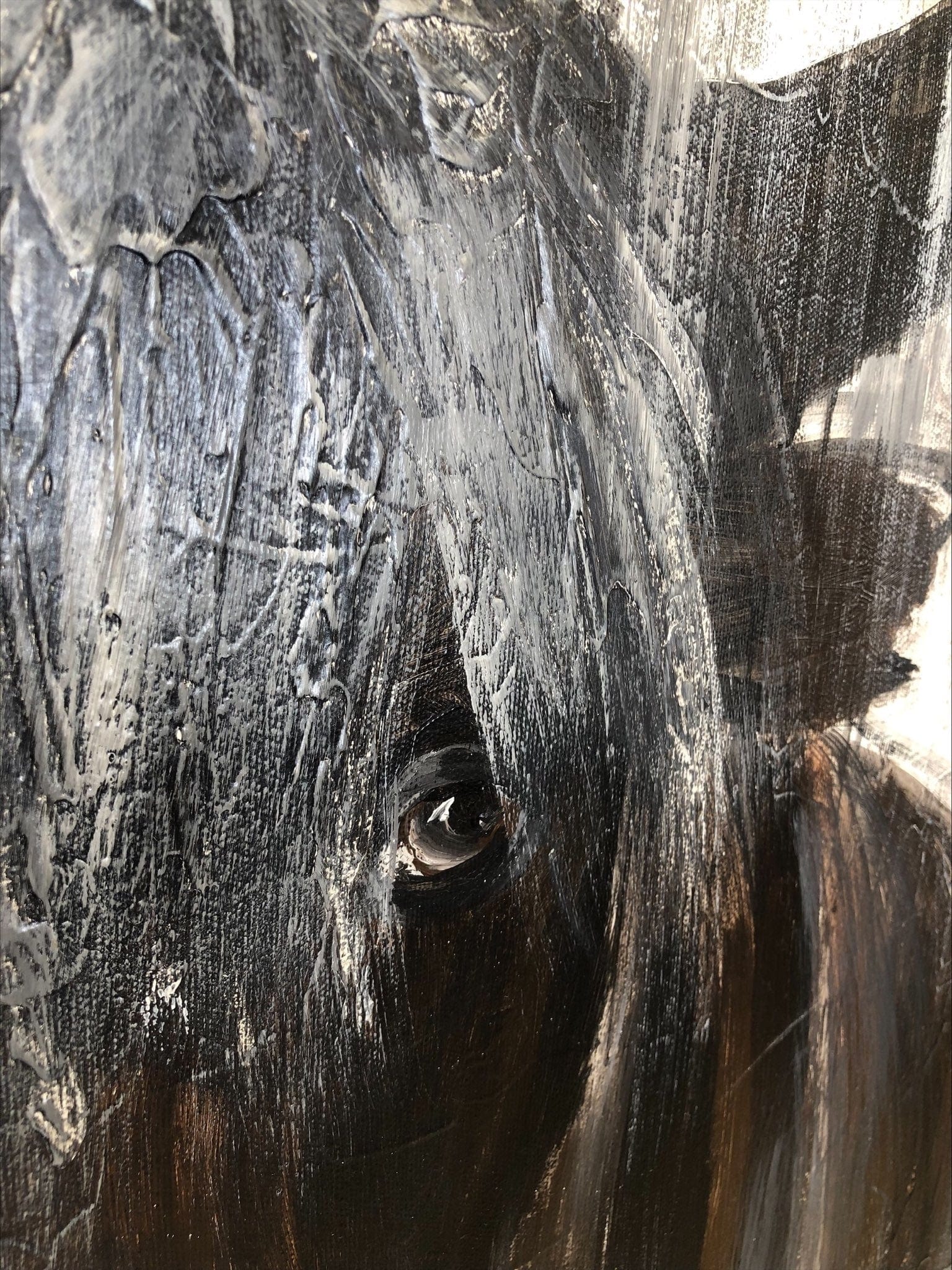 a close up of a black cow's face